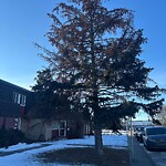 Tree Maintenance - City Owned at 80 Galbraith Dr SW