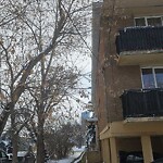 Tree Maintenance - City Owned at 704 2 Av NW