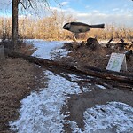 Tree Maintenance - City Owned at 2453 9 Av SE