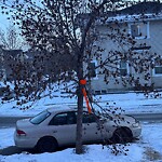 Tree Maintenance - City Owned at 30 Elgin Wy SE