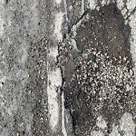 Pothole Repair at 336 Manora Rise NE Marlborough Park