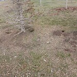 Wildlife Sightings at 7648 80 Av NE