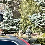 Coyote Sightings and Concerns at 10 Cambridge Pl NW