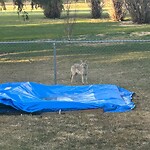 Coyote Sightings and Concerns at 607 Willow Brook Dr SE